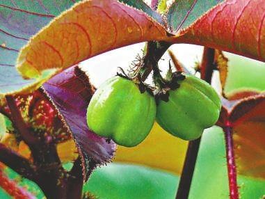 波音与国航中石油合作 再试飞生物燃料飞机