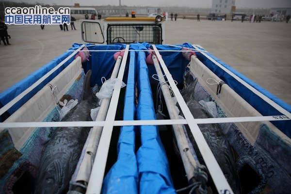 合肥新桥机场迎来特殊“客人”8只日本海豚