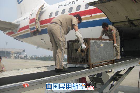 东航山东航班“护送”国宝大熊猫顺利抵达青岛