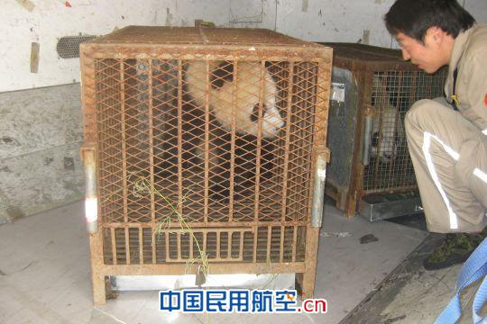 东航山东航班“护送”国宝大熊猫顺利抵达青岛