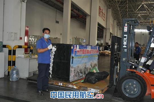 深圳机场顺利运送广州赠高雄两只白老虎