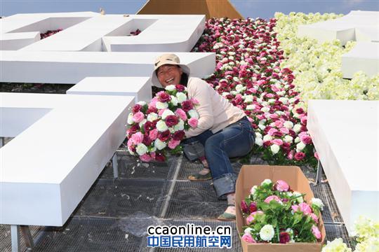 长水机场:七彩花田争芳斗艳 美化绿化增光添彩