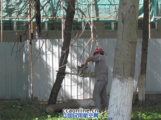 民航实业公司伐除枯死树木