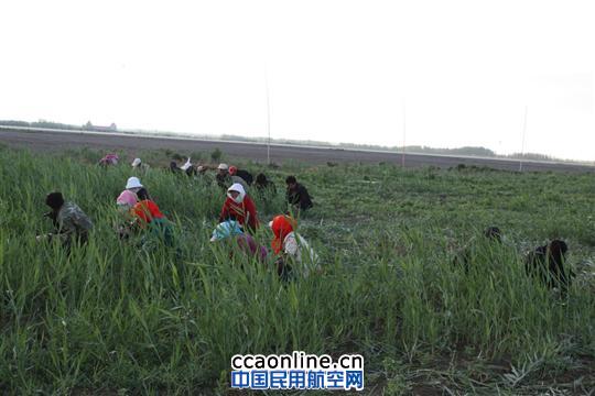 克拉玛依机场驱鸟招数多