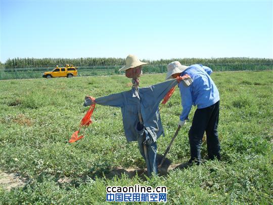 克拉玛依机场驱鸟招数多