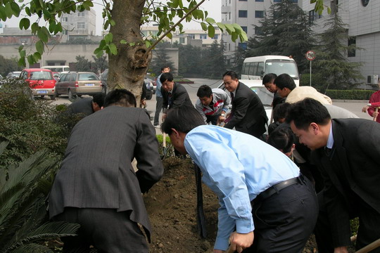 国航西南飞行部组织职工开展植树活动
