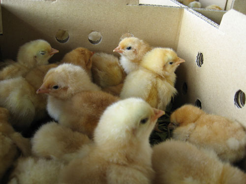 货主洒水、洒树叶为空运活体小动物消暑降温