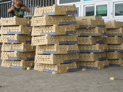 货主洒水、洒树叶为空运活体小动物消暑降温