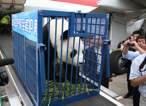 四川航空航班将两只大熊猫从卧龙运至昆明