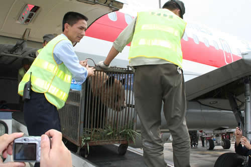 四川航空航班将两只大熊猫从卧龙运至昆明