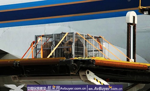 南航拯救国宝大熊猫专机赴京现场纪实报道