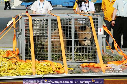南航拯救国宝大熊猫专机赴京现场纪实报道