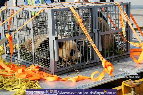 南航拯救国宝大熊猫专机赴京现场纪实报道