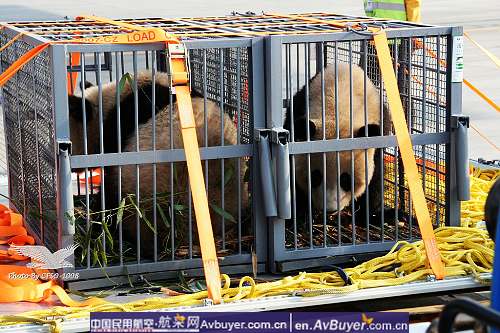 南航拯救国宝大熊猫专机赴京现场纪实报道