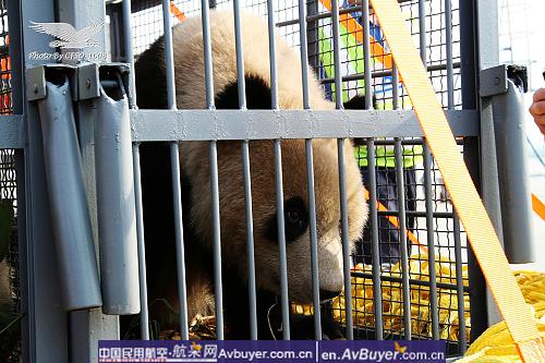 南航拯救国宝大熊猫专机赴京现场纪实报道