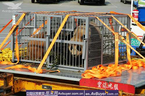 南航拯救国宝大熊猫专机赴京现场纪实报道