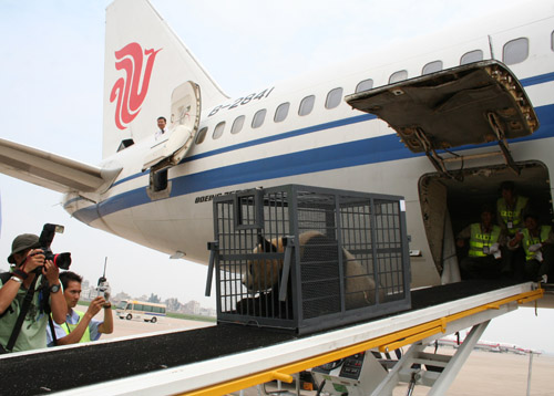 昆明国际机场开通“绿色通道”迎接大熊猫