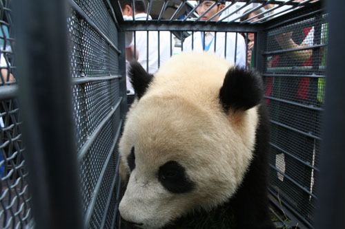 昆明国际机场开通“绿色通道”迎接大熊猫