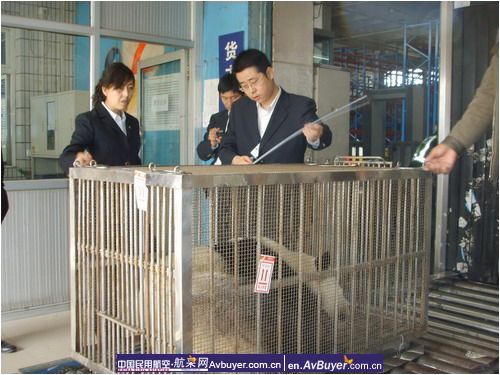 南航新疆货运全力保障四川大熊猫顺利返乡