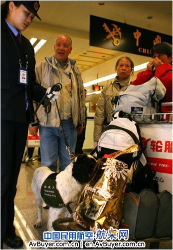 两只英国引进检疫犬西安咸阳国际机场“上岗”