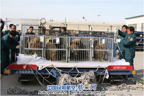 “国宝”走国航 国航送“奥运熊猫”顺利回家
