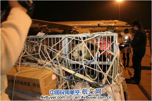 “国宝”走国航 国航送“奥运熊猫”顺利回家