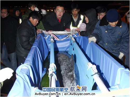 国航地服保障5条日本海豚顺利抵京