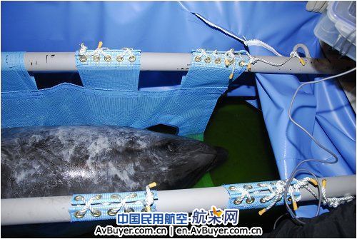 国航地服保障5条日本海豚顺利抵京