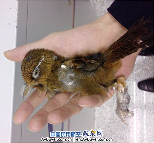 旅客小腿内侧藏匿小鸟 昆明机场安检员慧眼识破