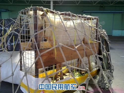 小白马独自搭飞机 白云机场货站特开绿色通道