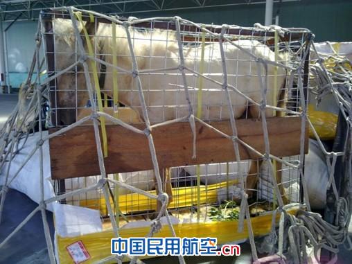 小白马独自搭飞机 白云机场货站特开绿色通道