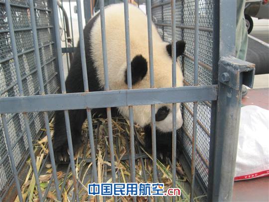 白云机场货站迎贵客 熊猫宝宝"武俊"飞抵广州