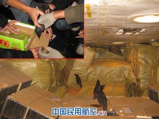 飞机货舱内鸟笼破损  空港员工全力逮“八哥”