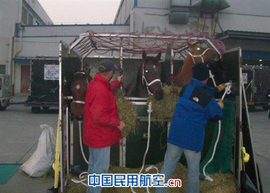 青岛机场圆满完成最大规模活体动物运输任务