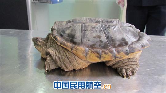 昆明机场安检站查获旅客携带的野生山乌龟