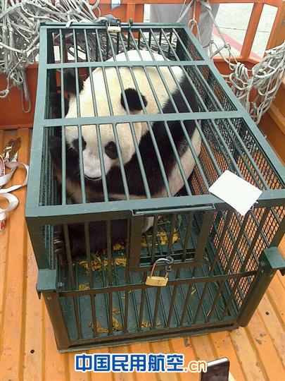 白云机场安全护送大熊猫“武俊”返乡探亲