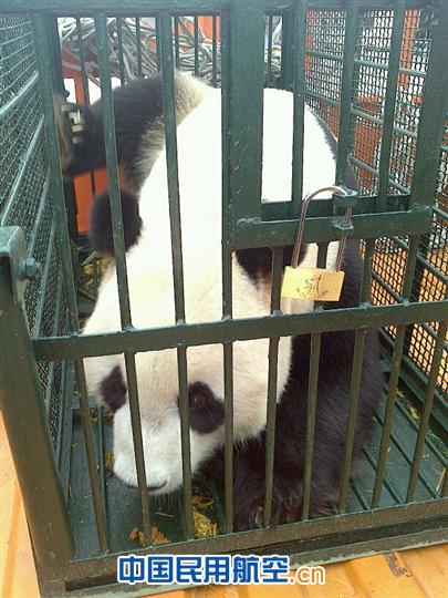摄影:陈秋 白云机场安全护送大熊猫“武俊”返乡探亲