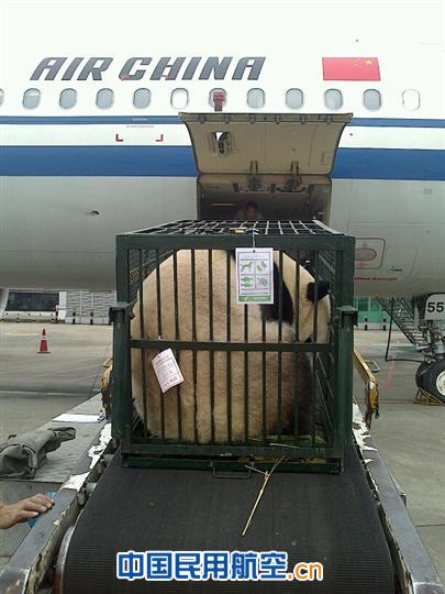 摄影:陈秋 白云机场安全护送大熊猫“武俊”返乡探亲