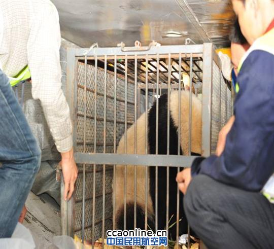 郑州熊猫文雨坐享南航“头等舱”返回四川老家