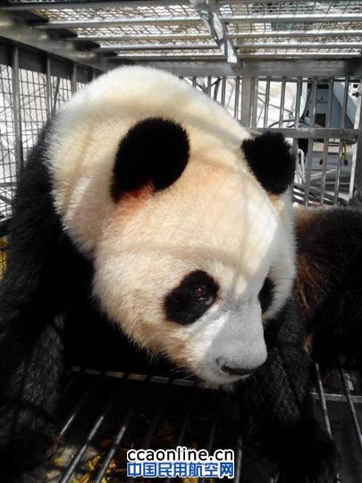 熊猫双胞胎姐妹作客广州过暑假