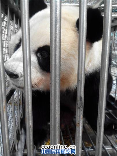 熊猫双胞胎姐妹作客广州过暑假