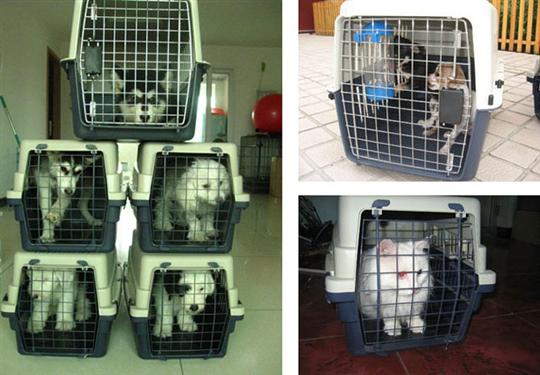 托运动物离奇死亡 南方航空成被告 托运宠物离奇死亡 南航成被告拒绝道歉