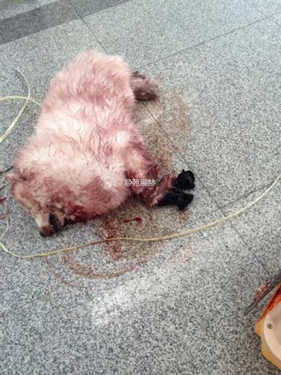 托运宠物犬死亡 海航派员飞赴青岛为狗做尸检