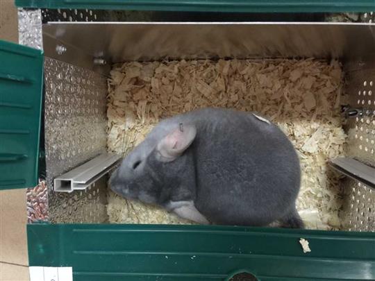 呆萌“龙猫”空降白云机场