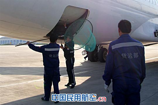 青岛机场货运部圆满完成小动物逃逸应急处置演练