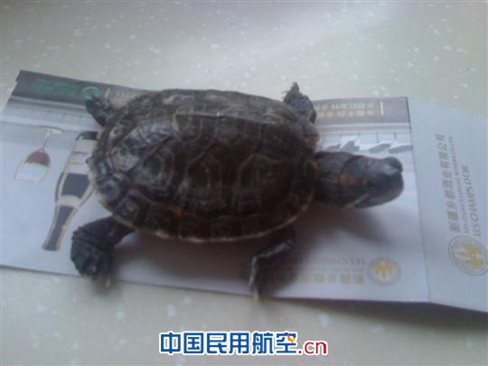 乌机场安检人员查获一起携活体动物乘机事件