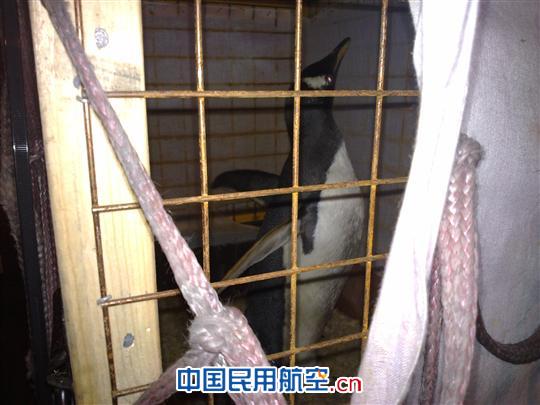 小可爱——企鹅降落白云机场货站