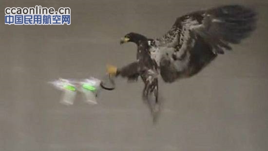 大杀器！荷兰警方训练老鹰捕捉非法无人机